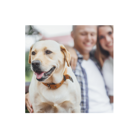 Chien labrador avec un couple après son adoption