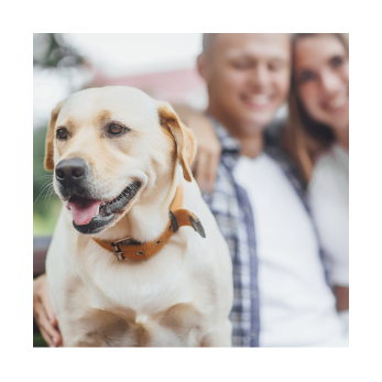 Accueil d'un chien adulte