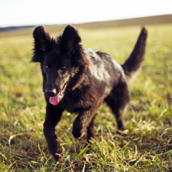 Chien noir berger en promenade
