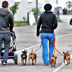 Deux humains promenant des chiens