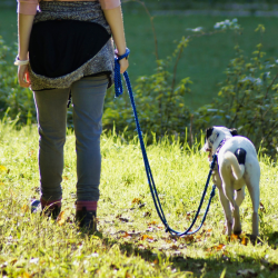 Chien en laisse avec son humaine