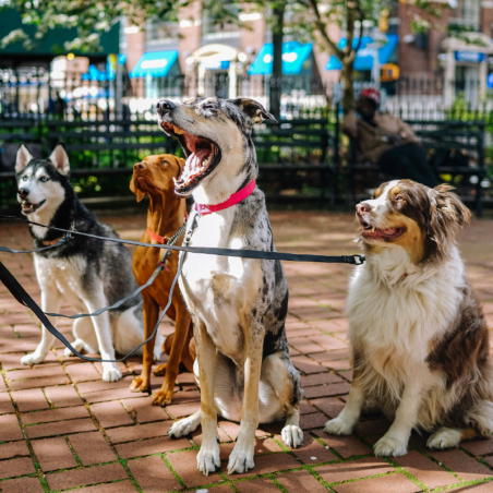 Groupe de chiens assis en ville