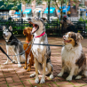 Groupe de chiens assis en ville