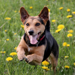 Chien de berger qui court dans les champs