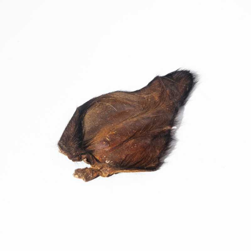Oreille de bœuf avec poils