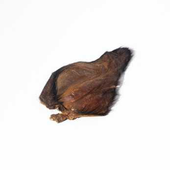 Oreille de bœuf avec poils