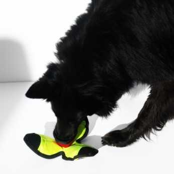 Molly la Groenendael cherche des friandises