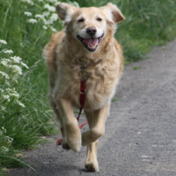 Golden retriever qui court en forêt