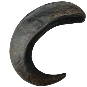 Corne de buffle pour chien mastication