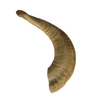 Corne de mouton pour chien