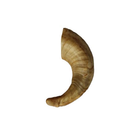 Corne de mouton taille S
