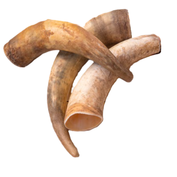 Corne de vache M