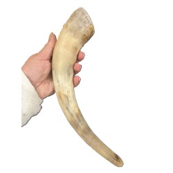 Corne de vache M