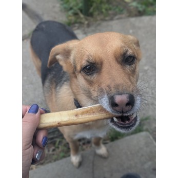 Amy la créole et son Nerf de bœuf