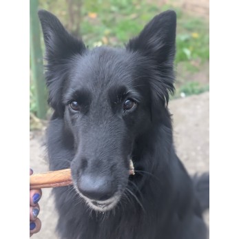 Molly la groenendael et Nerf de bœuf