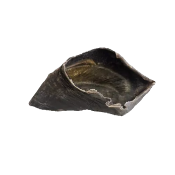 Sabot de boeuf mastication pour chien