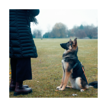 Chiot berger allemand assis devant son humaine pendant un cours