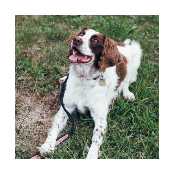 Chien épagneul couché devant son humain