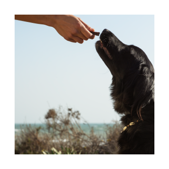 Chien retriever qui mange une friandise