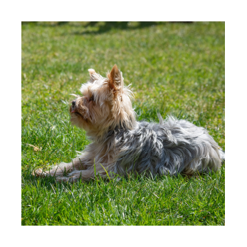 Yorkshire couché dans l'herbe pendant un cours d'éducation