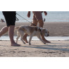Chien en laisse à la plage
