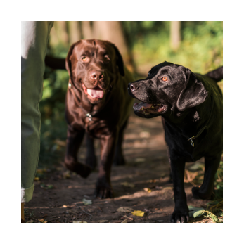 Deux retriever se promènent en forêt