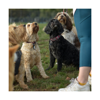 Groupe de chiens en balade