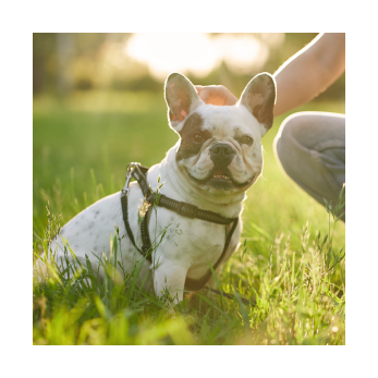 Bouledogue français en balade dans un parc
