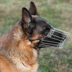 Balade canine éducative