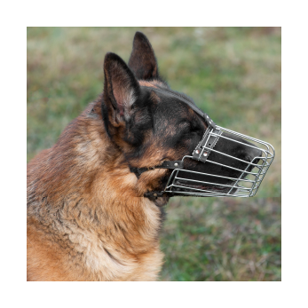Berger allemand muselé pendant un cours d'éducation