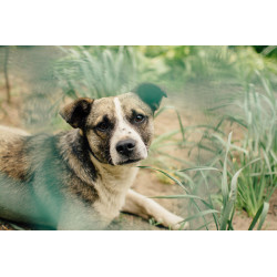 Bilan éducation canine de 1 h 30