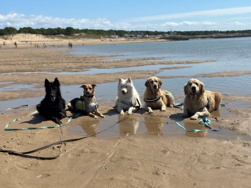 Photographie prise sur la plage au bord de l'eau de cinq chiens couchés dans le sable humide; une berger belge groenendael, une créole, une samoyède, une golden retriever et un golden retriever