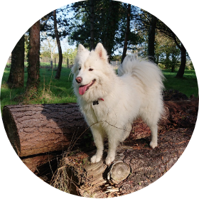 Image de ma chienne Mila, Samoyède blanche debout sur un tron d'arbre