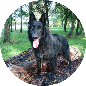 Photo de Molly, ma chienne Berger Belge Groenendael noire debout sur un tron d'arbre