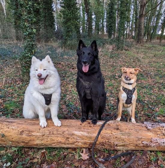 Photographie de mes trois chiennes, Mila, Samoyède, Molly, Groenendael et Amy, croisée portant toutes trois un harnais noir; posant pour la photo leurs pattes avant sur un tron d'arbre