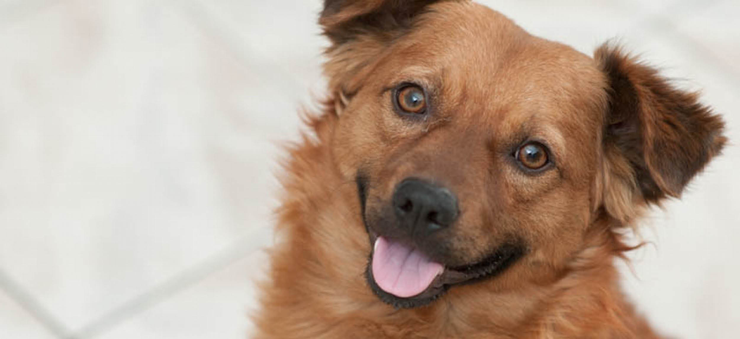 ADOPTION - QUEL CHIEN2.jpg