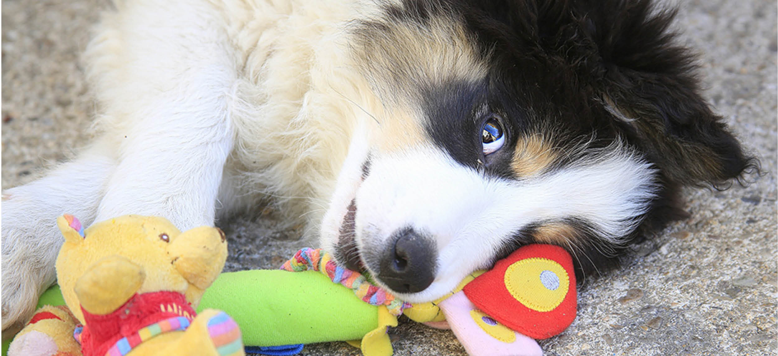 OCCUPATION - JOUETS.jpg