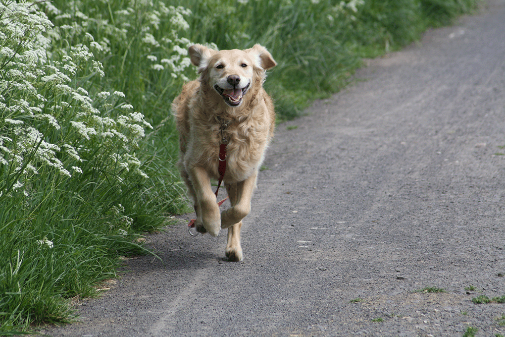 Promenade de chien en liberté avec confiance