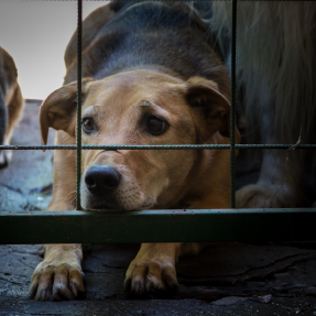 Chien de type croisé qui est couché derrière un grillage. Il a posé sa truffe sur la dernière barre de la cage