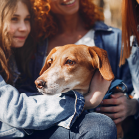 Chien de race croisé, ayant des airs de chien de chasse marron, beige et blanc entre les bras de deux jeunes femmes qui semblent le rassurer