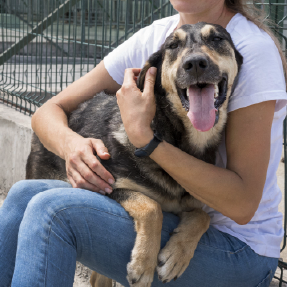 Chien croisé, de type Royal Bourbon, noir et beige, dont les deux pates avant sont sur les genoux d'une femme qui porte un jean et un t-shirt blanc