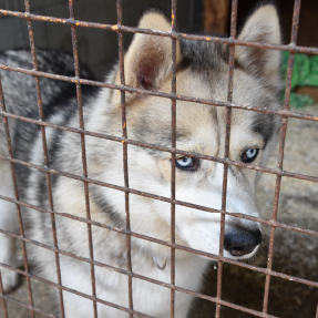 Se faire accompagner dans le processus d'adoption d'un chien adulte