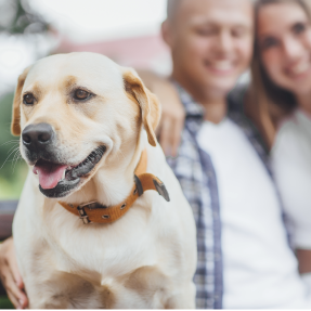 les principaux défis rencontrés par les propriétaires de chiens adoptés adultes - une relation harmonieuse avec un chien adopté adulte c'est possible