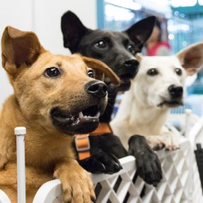 Choisir le bon chien adulte pour la famille 