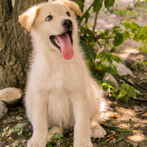 Chiot de type labrador beige assis au pied d'un arbre qui regarde fixement son humain qui est hors champs