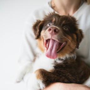 Chiot berger australien rouge tricolore dans les bras de son propriétaire, le chiot semble détendu