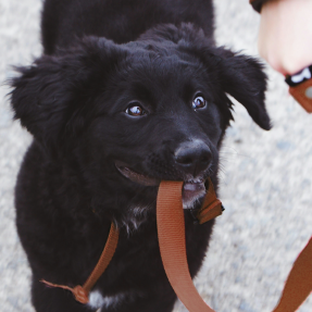 chiot de type berger noir qui tient sa laisse marron en cuire en gueule