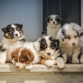 épanouissement de votre nouveau compagnon à la maison - Être aidé dans le choix de son chiot