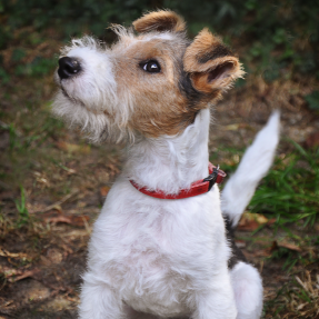 Petit fox terrier blanc et noir qui porte un collier rouge, il est assis dans les feuilles probablement en forêt, il regarde fixement sur le côté