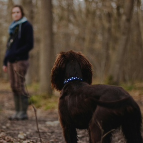 En premier plan : chien cocker marron qui porte un collier bleu. En second plan, on distingue une femme qui tient en main la longe du chien en premier plan